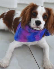 Magenta Blue Silk Bandana